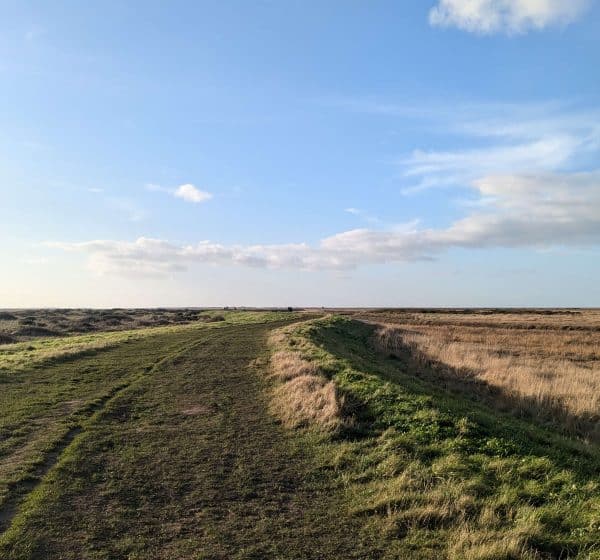 Wide blue sky over grass and marshland