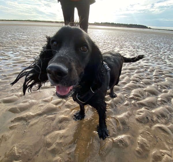 A soggy, black spaniel who's been in the sea stands on the sand at Brancaster Beach.