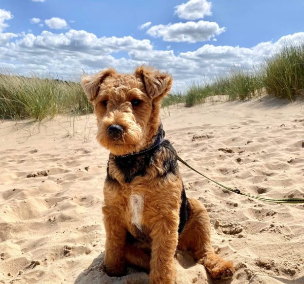 A dog on a lead sits in the sand on Holkham Beach.