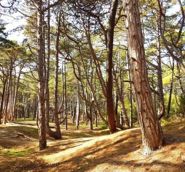 Dappled light shines through pine trees in the Holkham National Nature Reserve pine woods.
