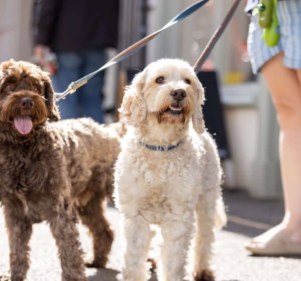 A chocolate and a white dog on leads stand in the sunshine on Staithe Street in Wells.